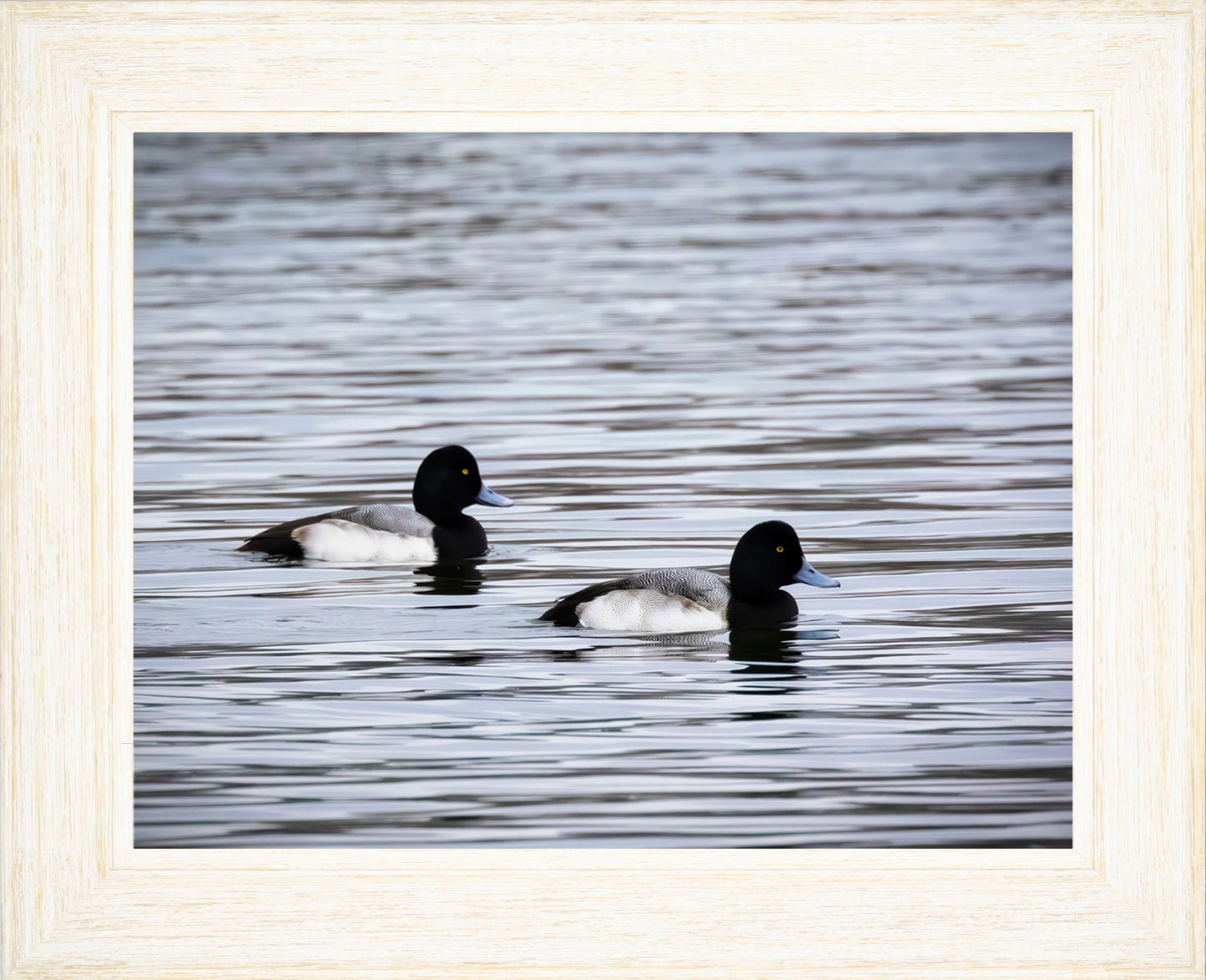 Pair of Blue Bill Drakes #3