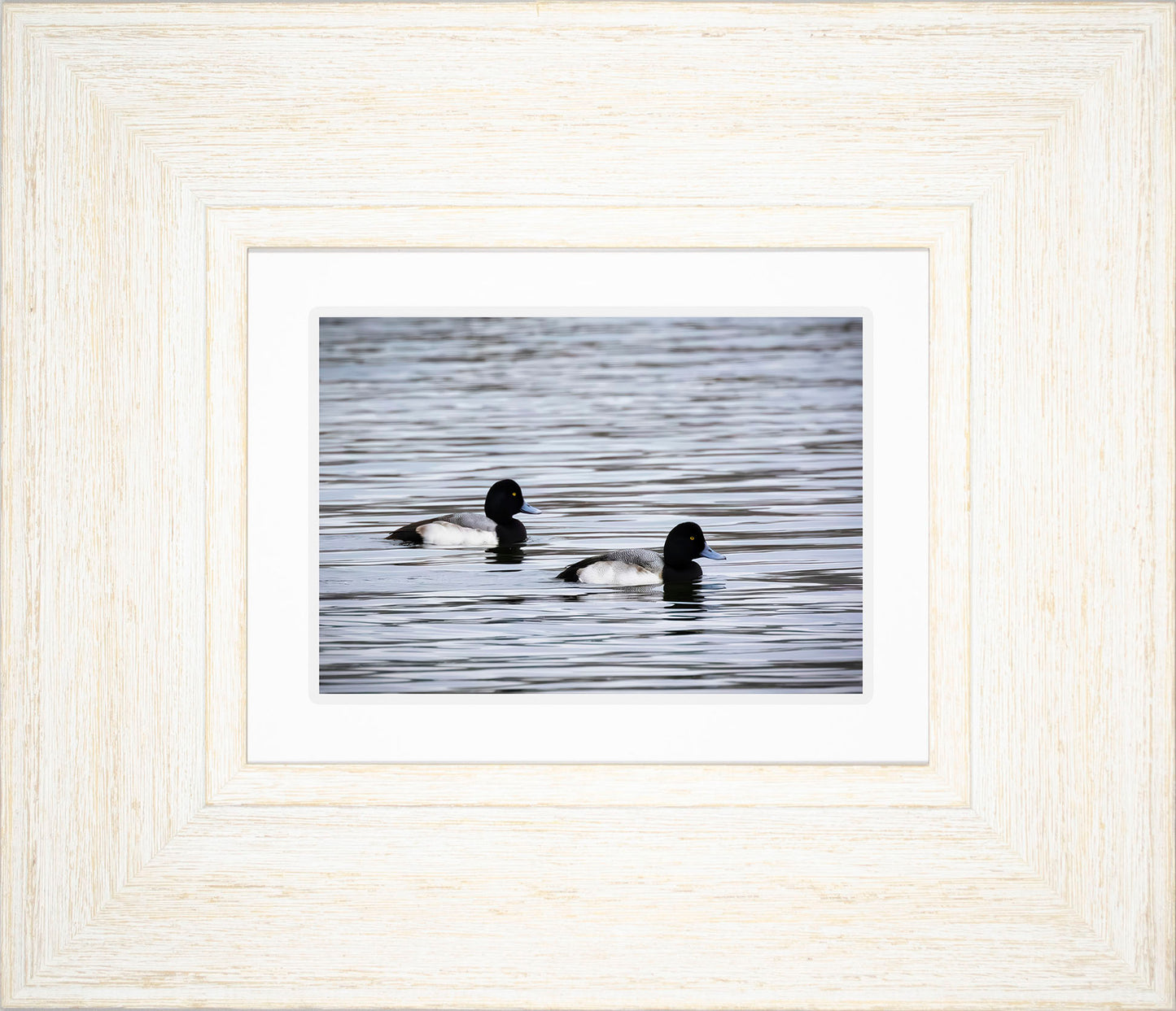 Pair of Blue Bill Drakes #3