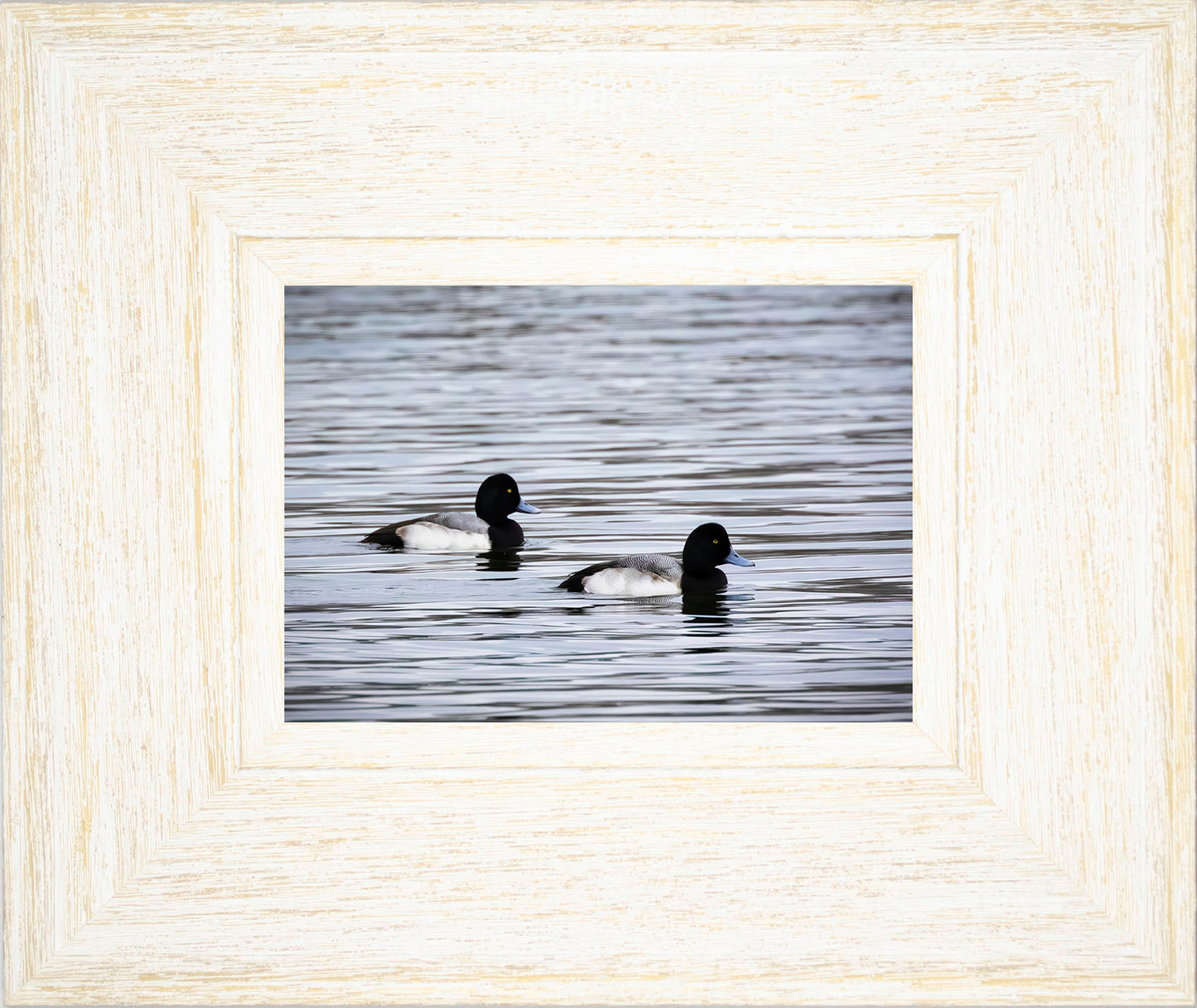 Pair of Blue Bill Drakes #3