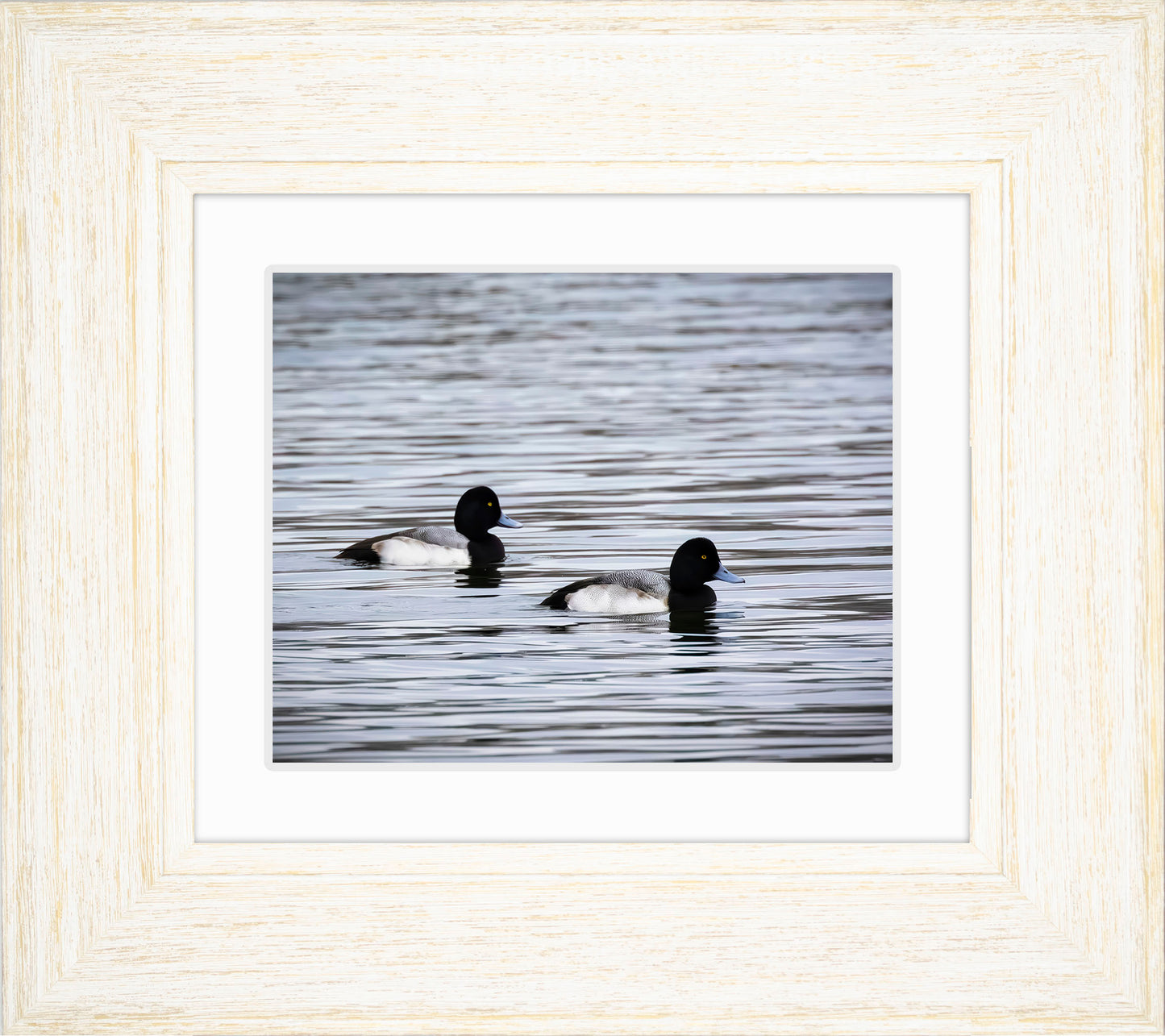 Pair of Blue Bill Drakes #3