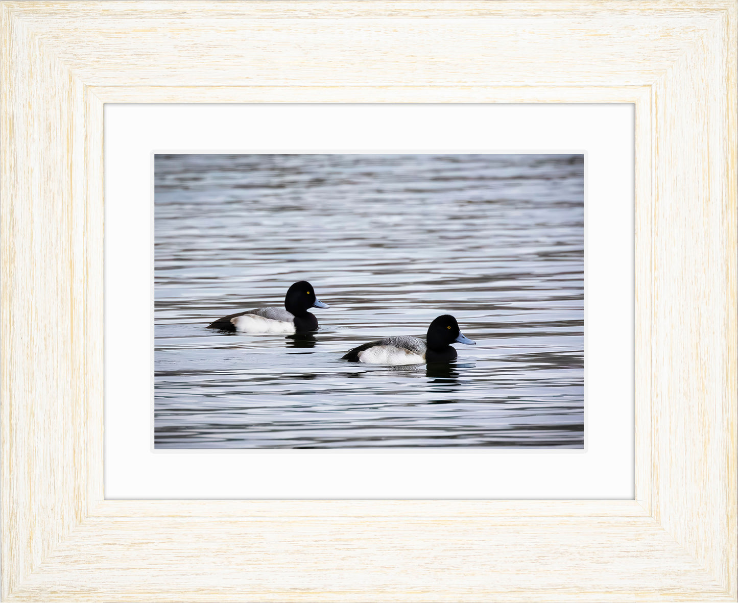 Pair of Blue Bill Drakes #3