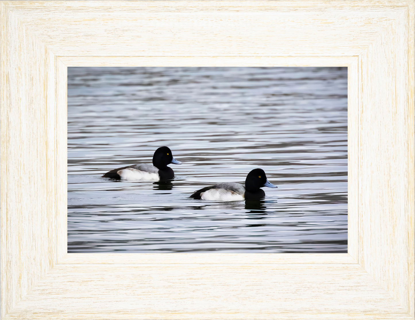 Pair of Blue Bill Drakes #3