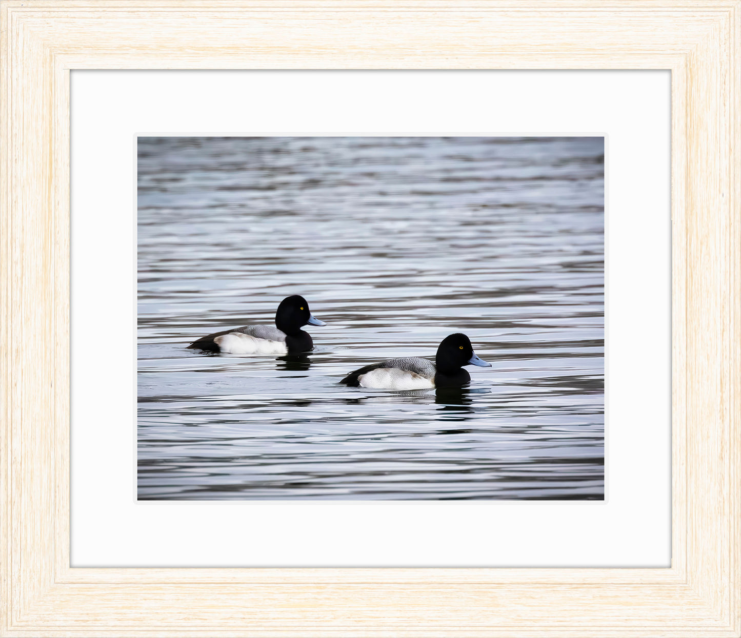 Pair of Blue Bill Drakes #3