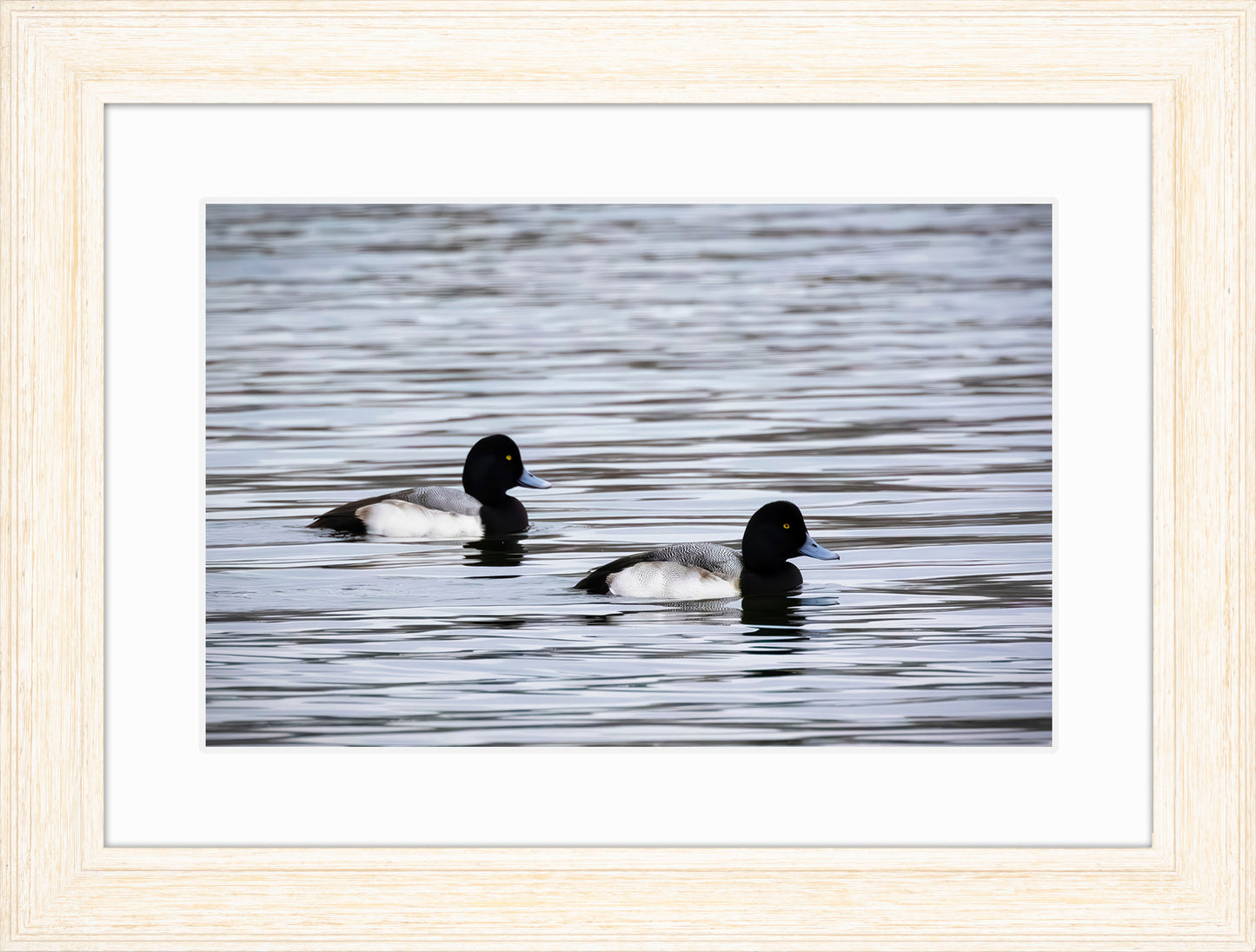 Pair of Blue Bill Drakes #3