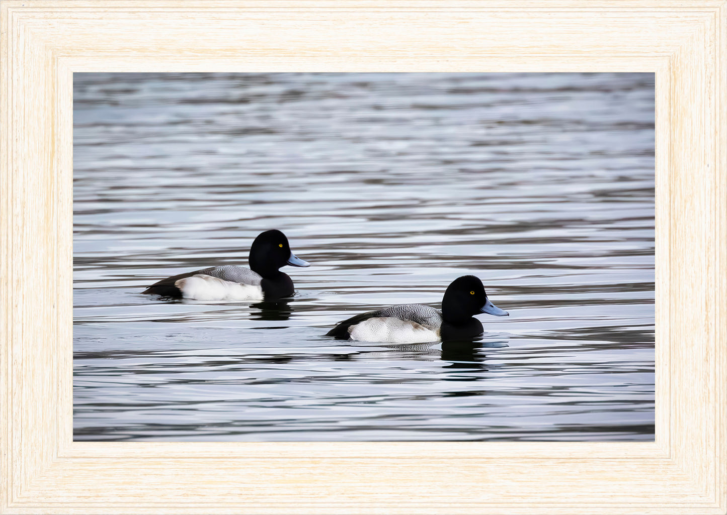 Pair of Blue Bill Drakes #3