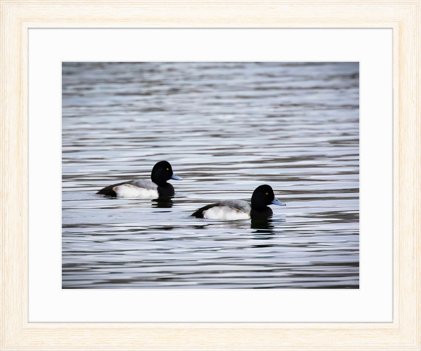 Pair of Blue Bill Drakes #3