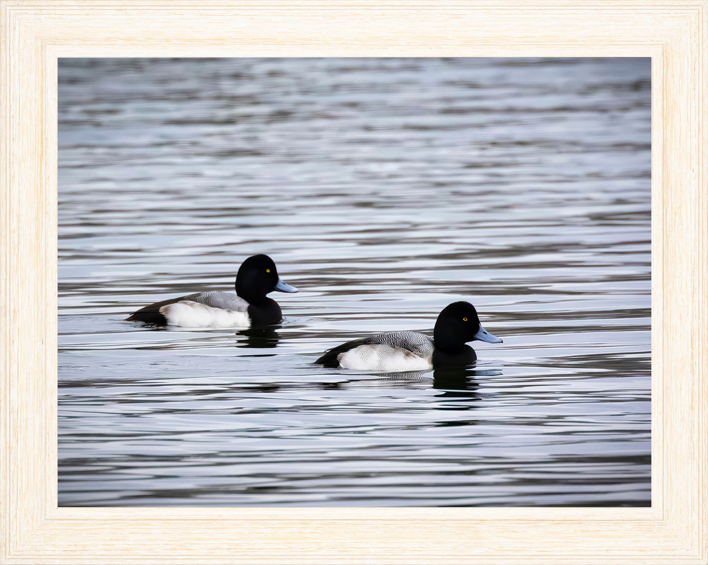 Pair of Blue Bill Drakes #3