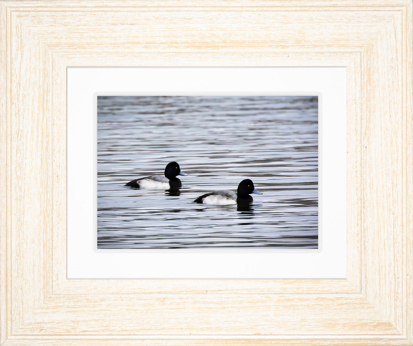 Pair of Blue Bill Drakes #3