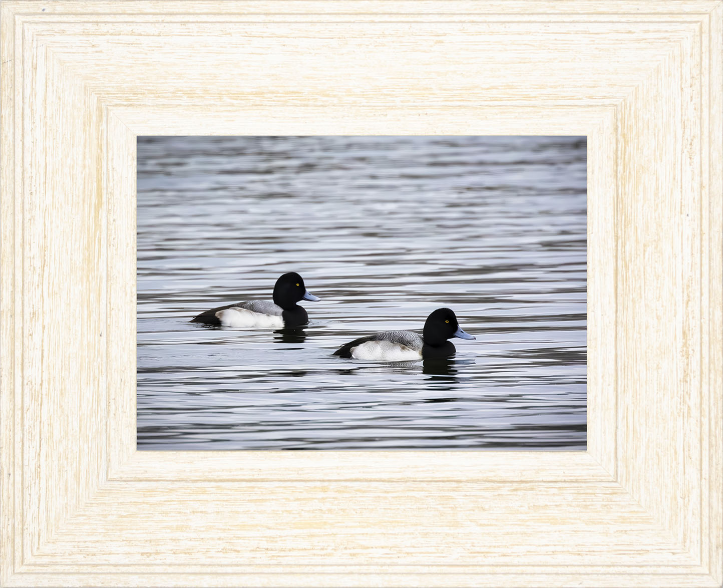 Pair of Blue Bill Drakes #3