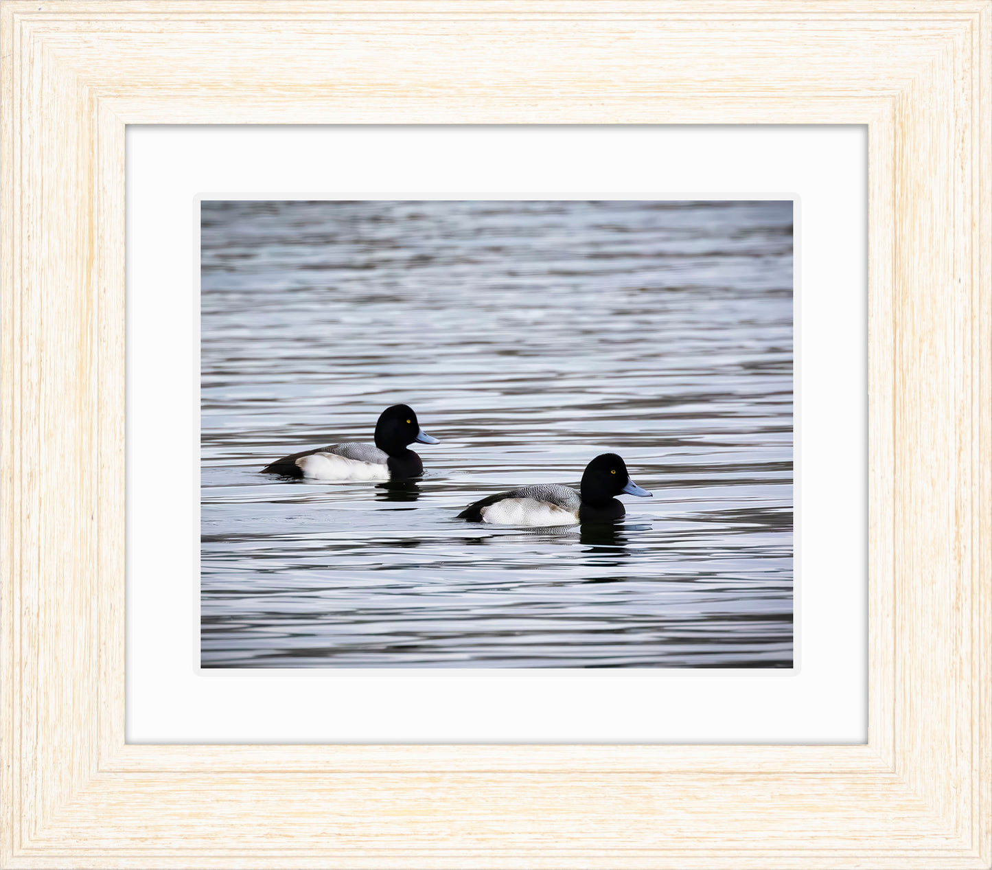 Pair of Blue Bill Drakes #3