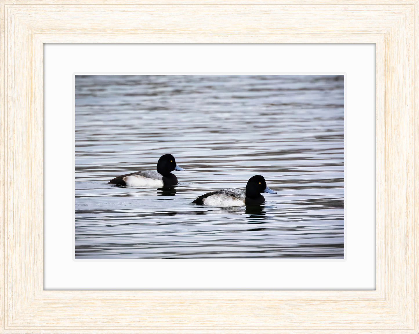 Pair of Blue Bill Drakes #3