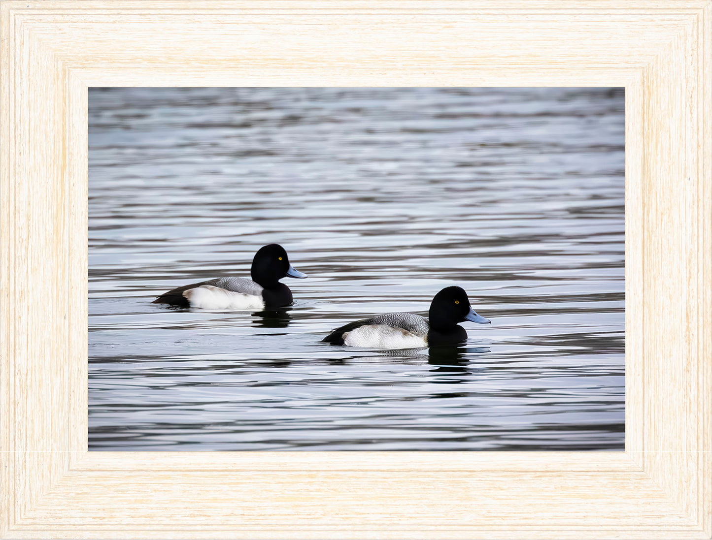 Pair of Blue Bill Drakes #3