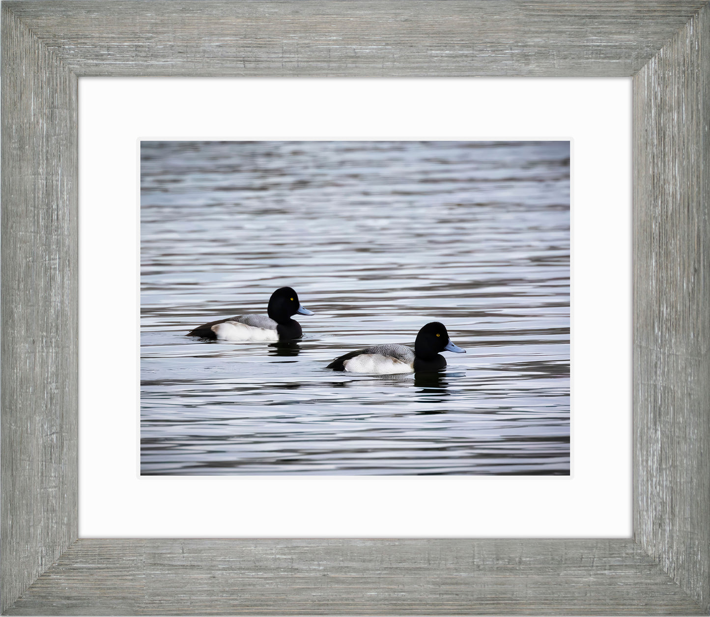 Pair of Blue Bill Drakes #3