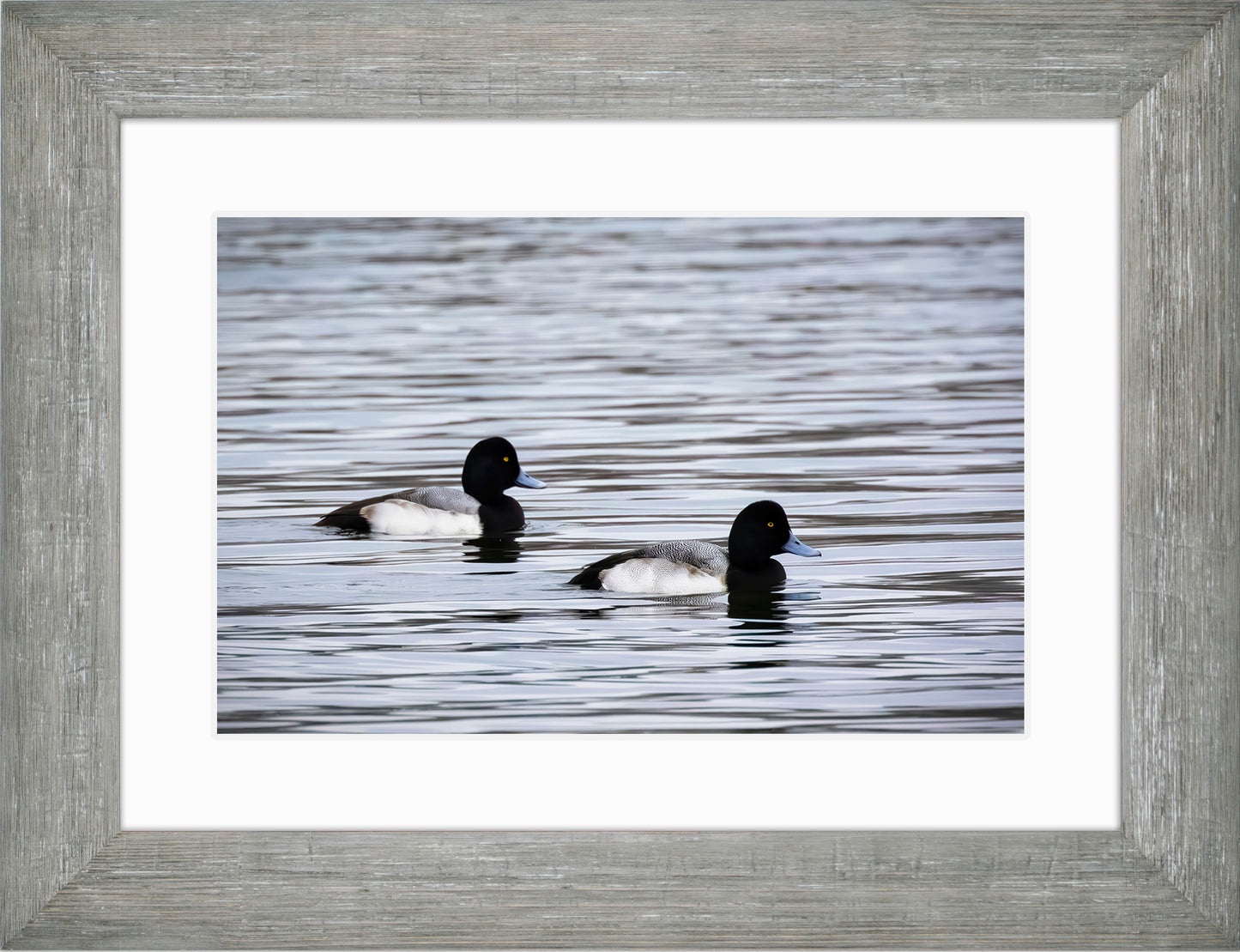 Pair of Blue Bill Drakes #3
