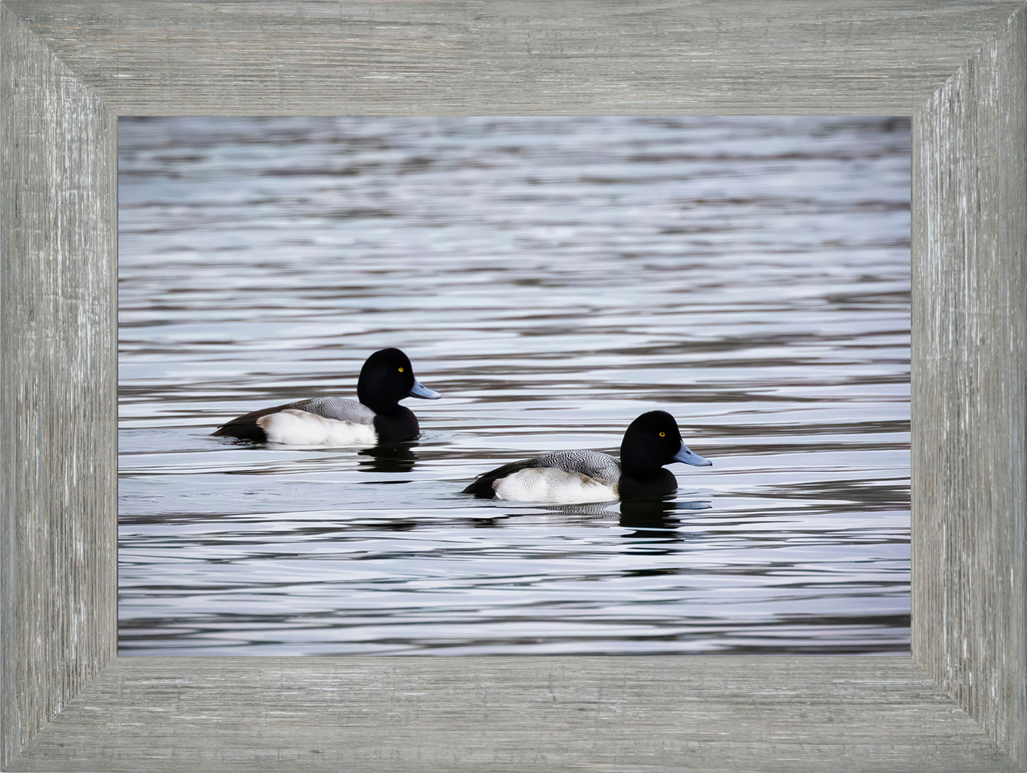 Pair of Blue Bill Drakes #3