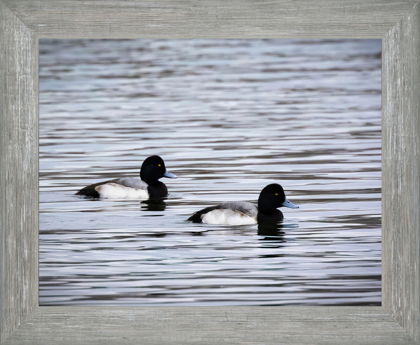 Pair of Blue Bill Drakes #3