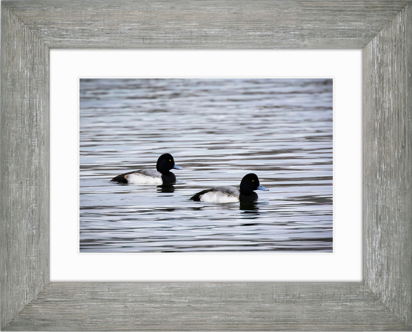 Pair of Blue Bill Drakes #3