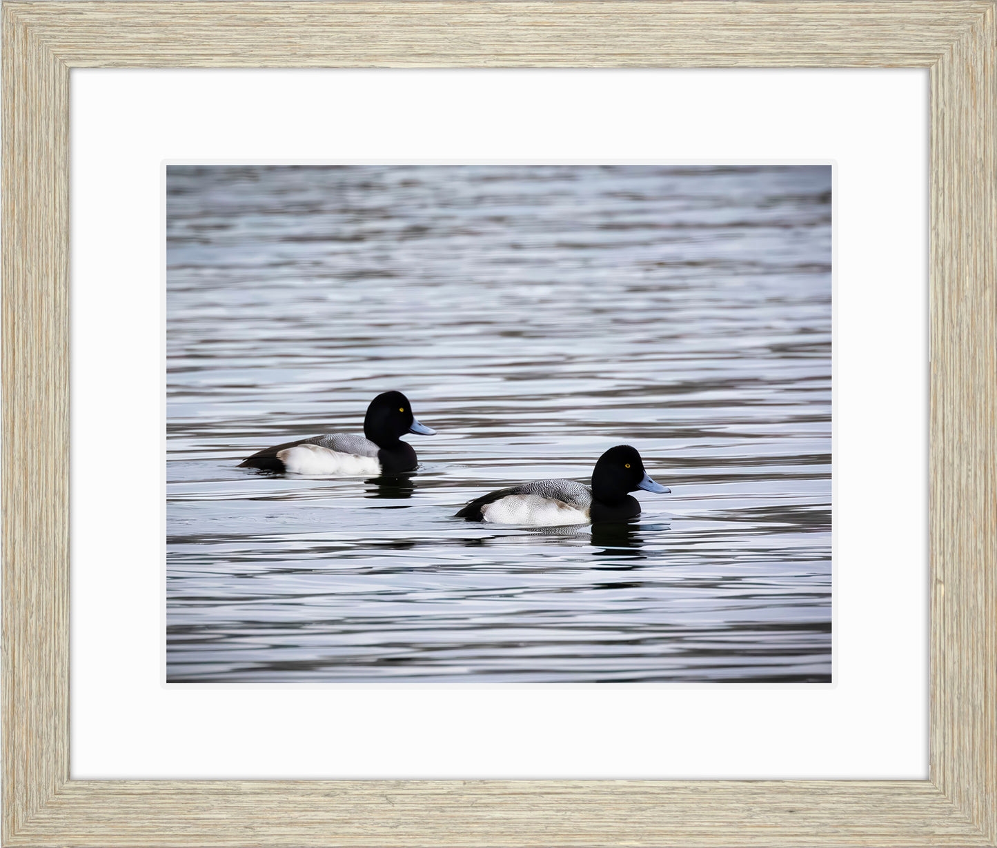 Pair of Blue Bill Drakes #3