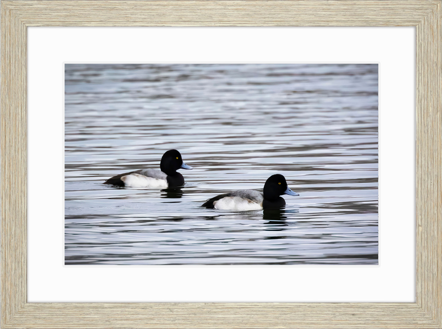 Pair of Blue Bill Drakes #3