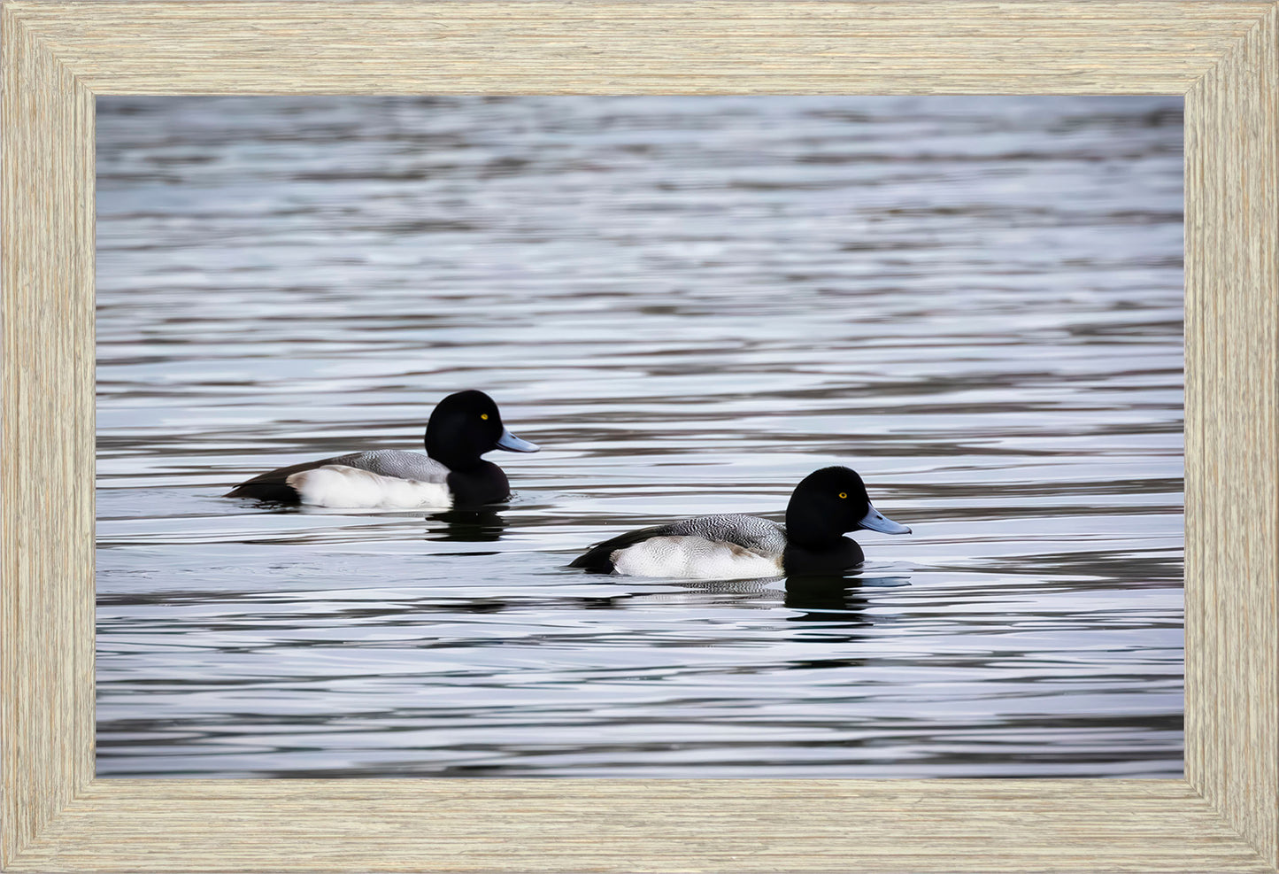 Pair of Blue Bill Drakes #3