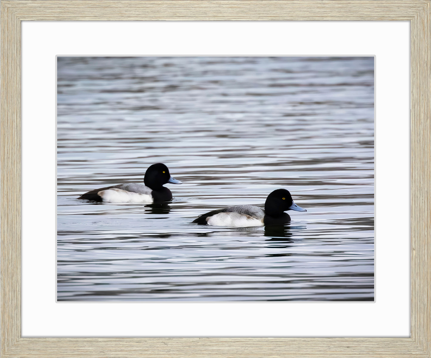 Pair of Blue Bill Drakes #3