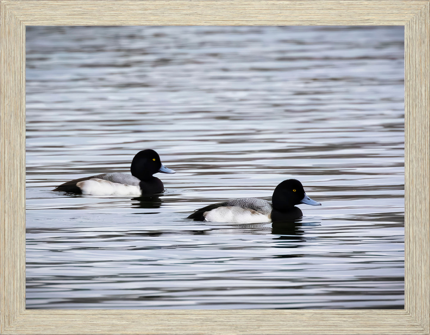 Pair of Blue Bill Drakes #3