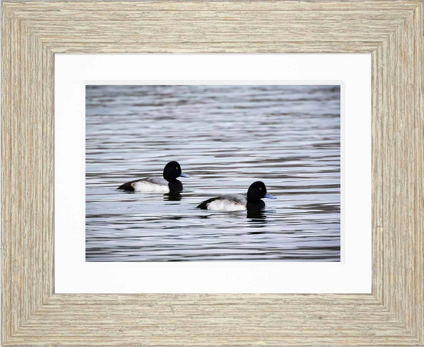 Pair of Blue Bill Drakes #3