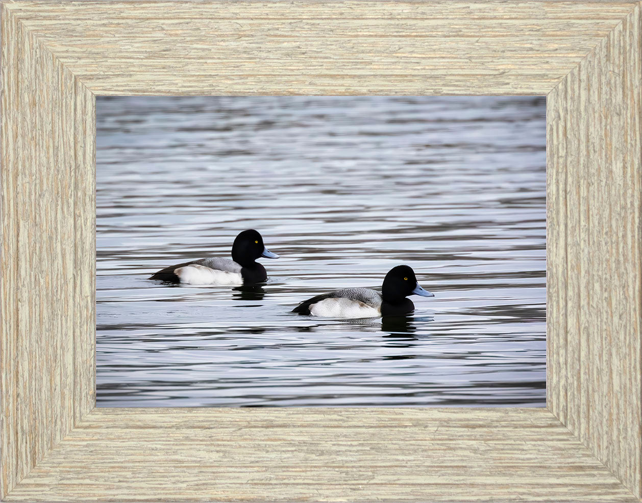 Pair of Blue Bill Drakes #3