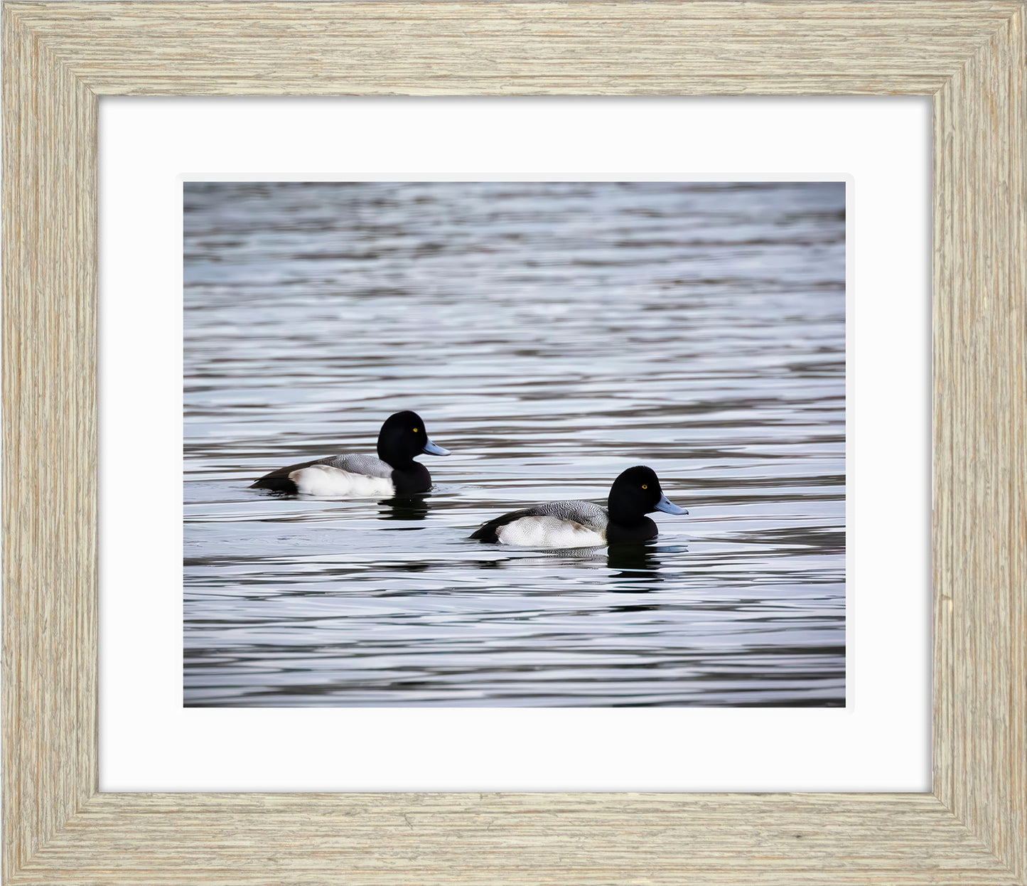 Pair of Blue Bill Drakes #3