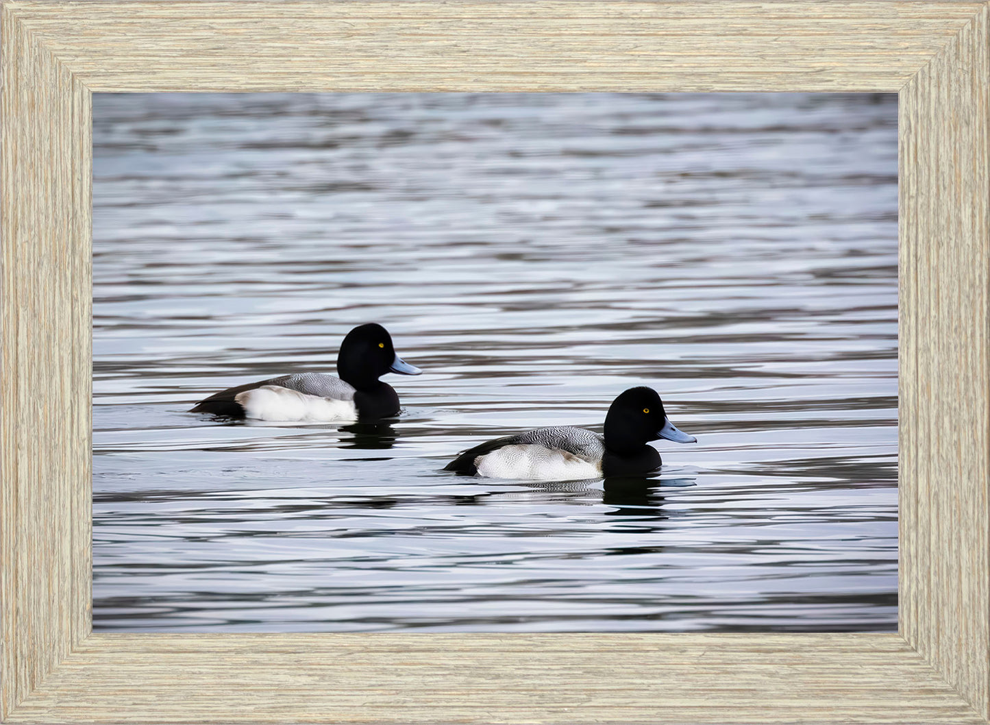Pair of Blue Bill Drakes #3