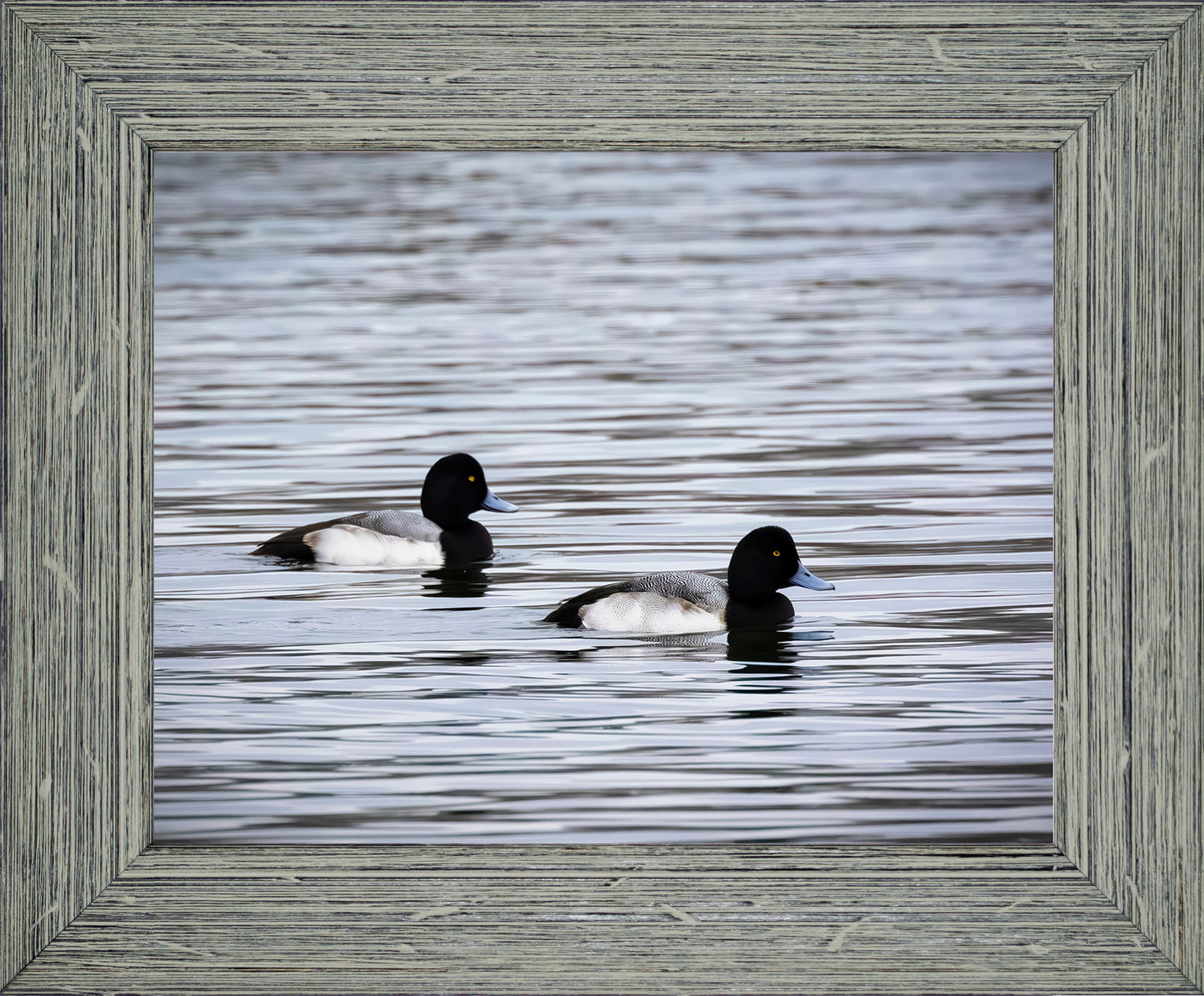 Pair of Blue Bill Drakes #3
