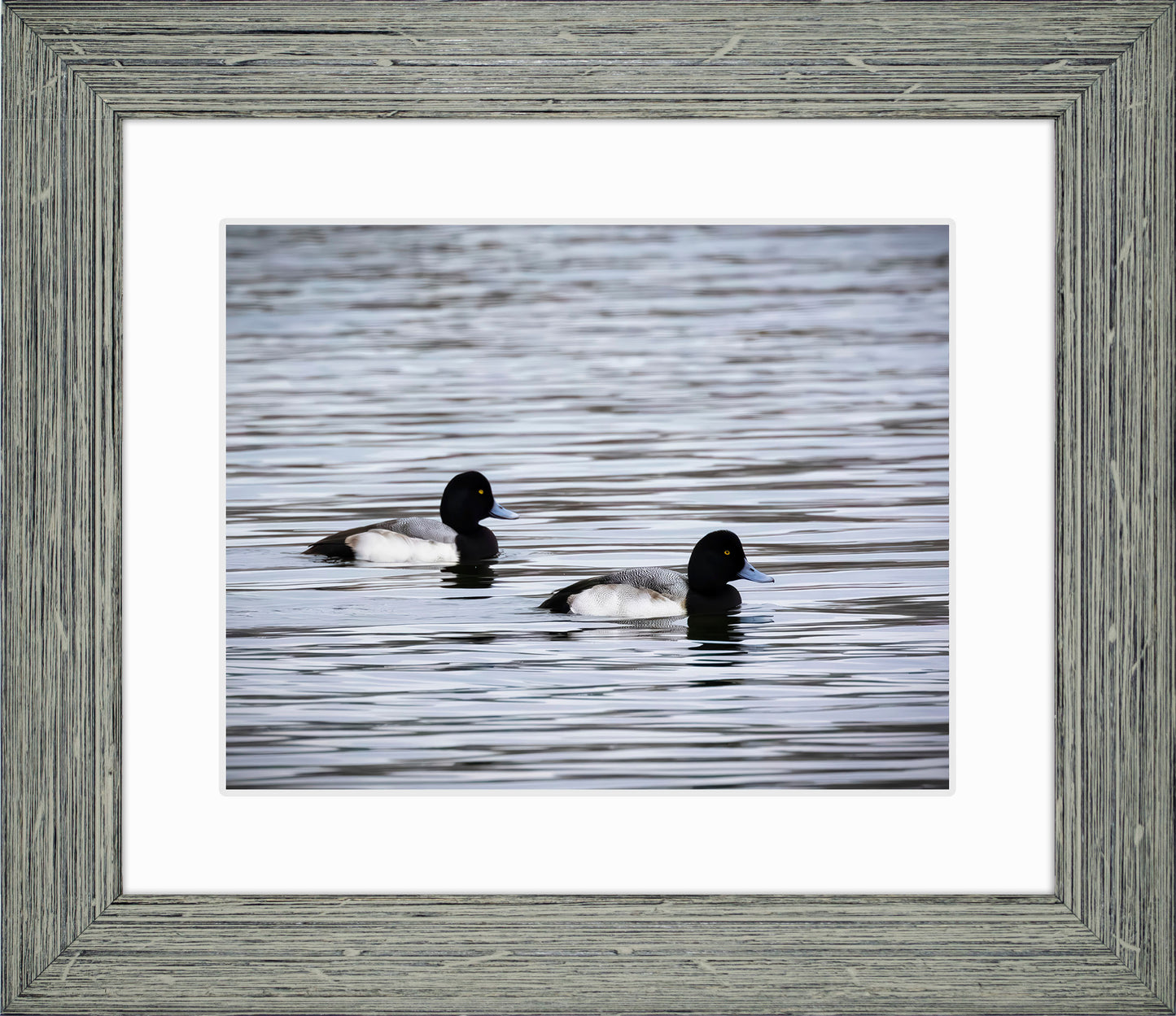Pair of Blue Bill Drakes #3