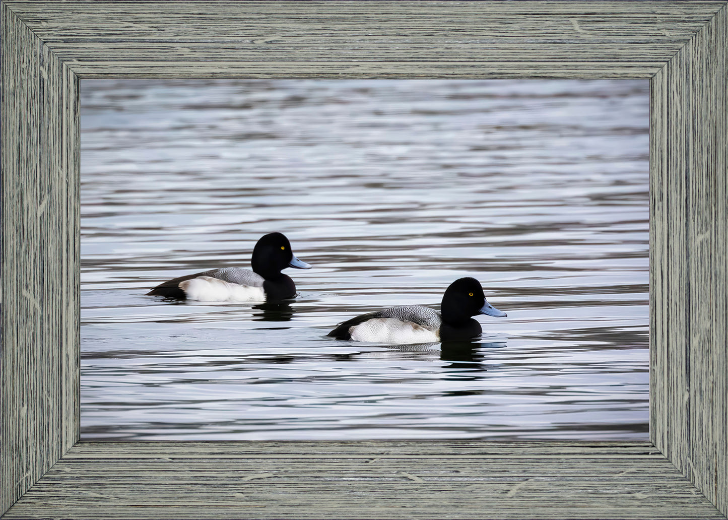 Pair of Blue Bill Drakes #3