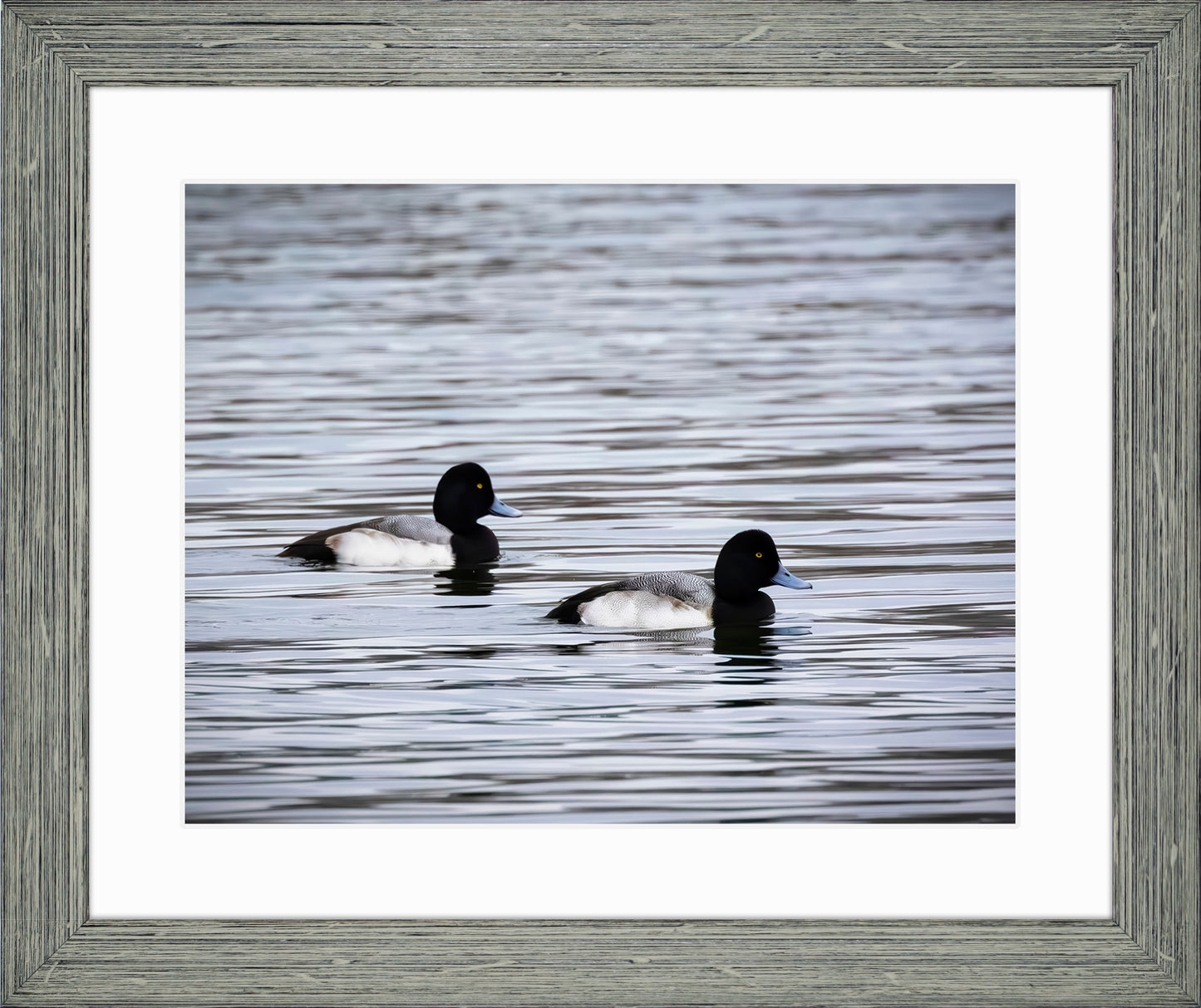 Pair of Blue Bill Drakes #3