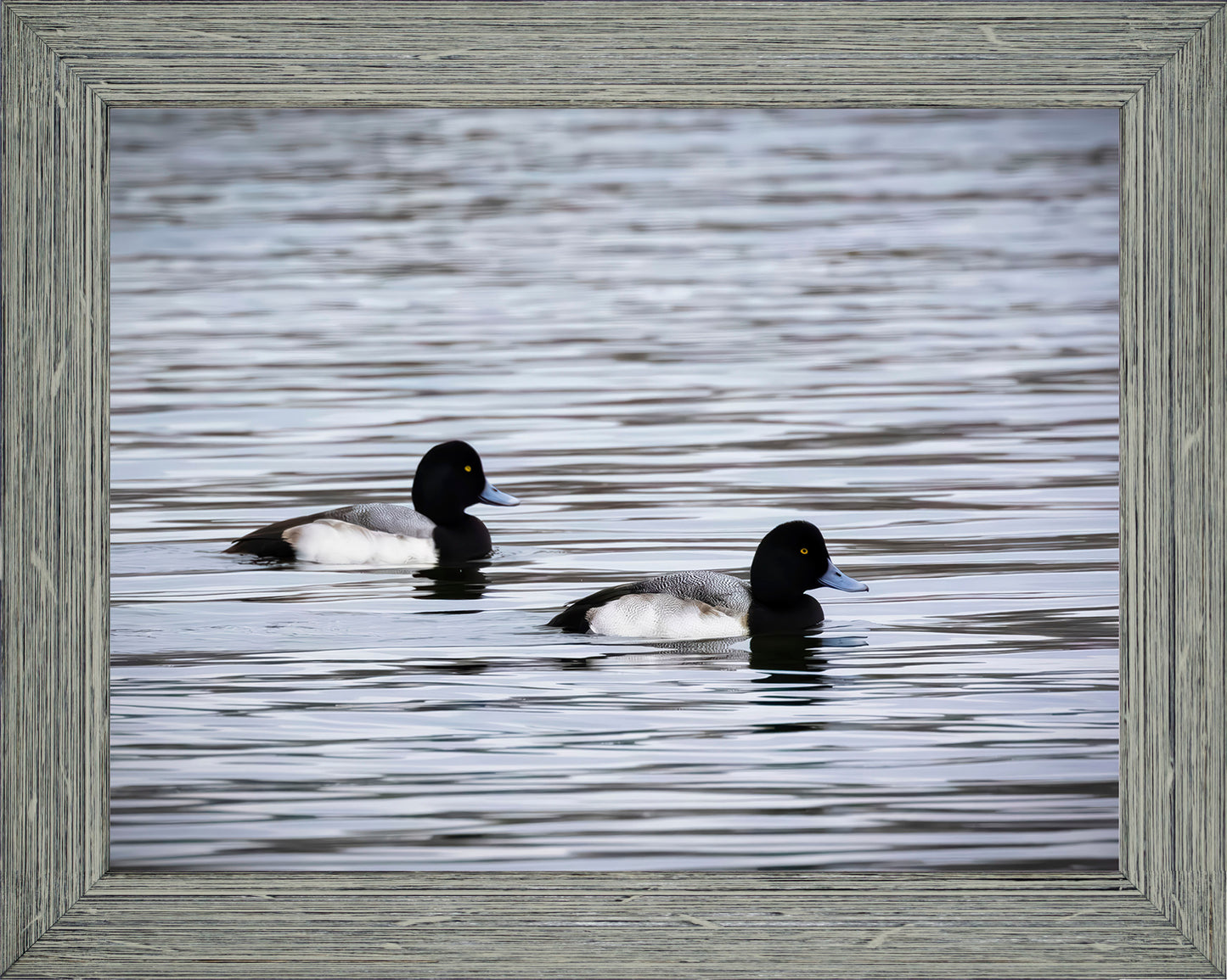 Pair of Blue Bill Drakes #3