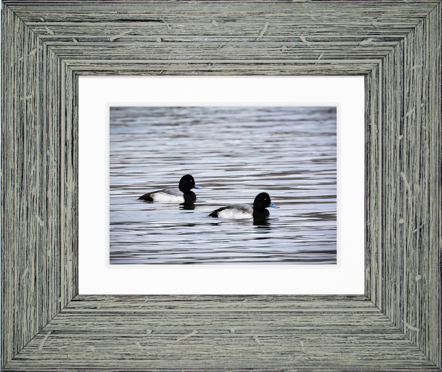 Pair of Blue Bill Drakes #3