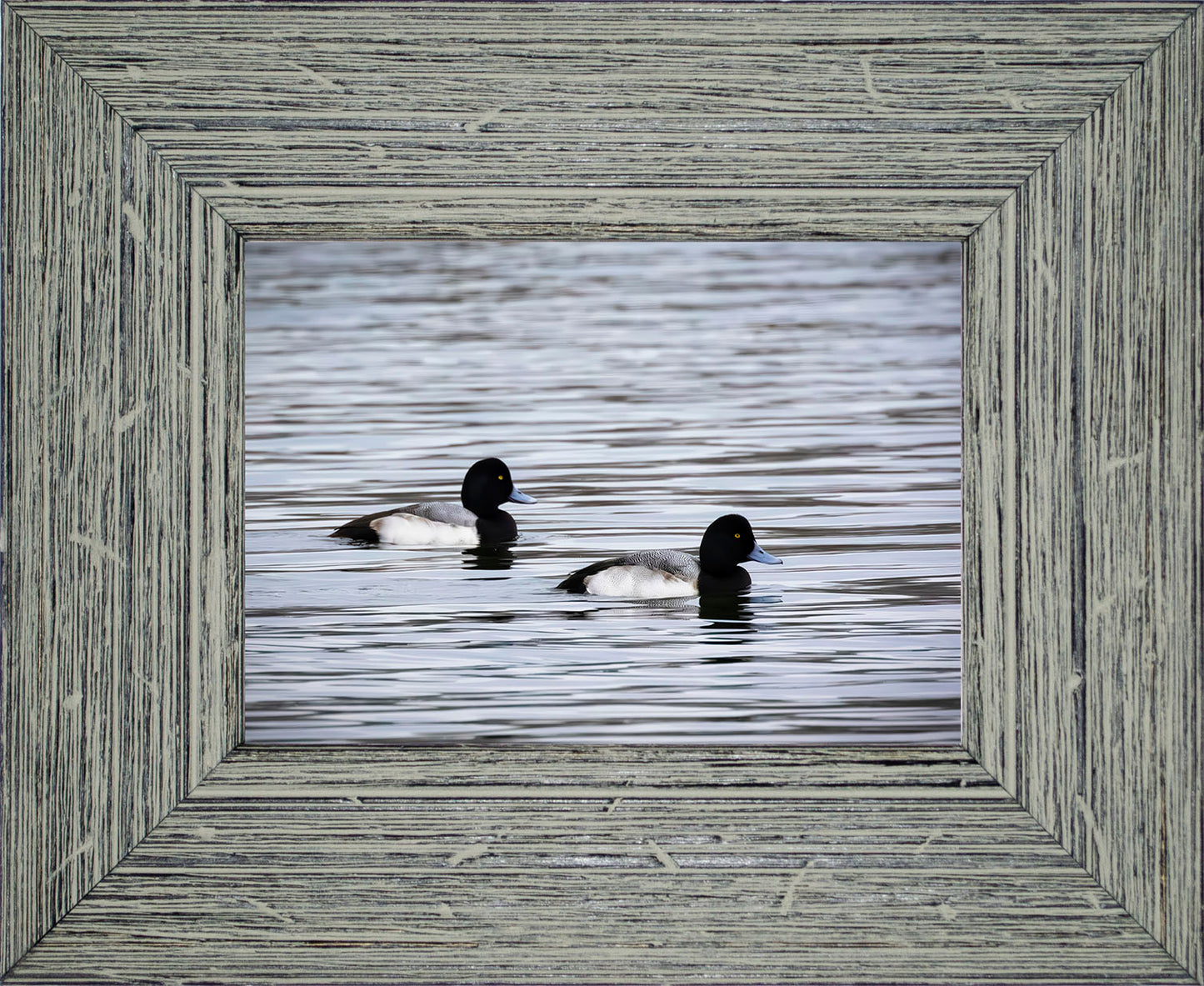 Pair of Blue Bill Drakes #3