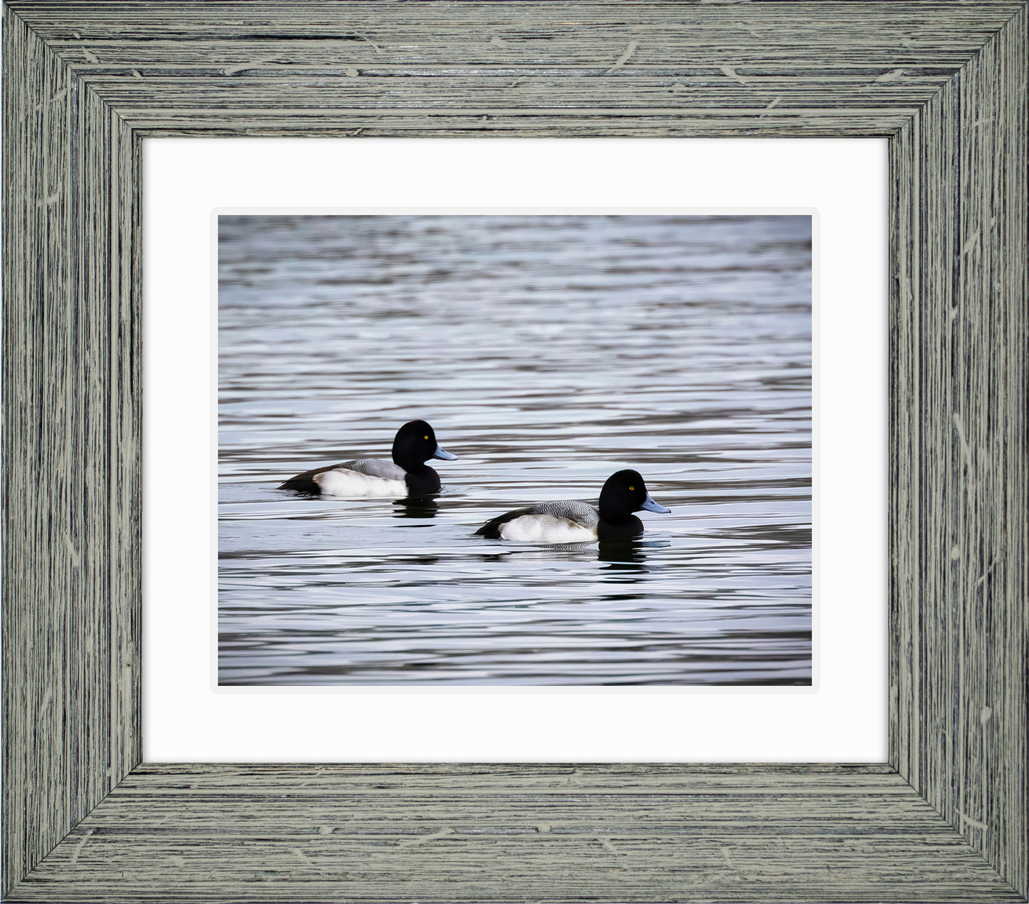 Pair of Blue Bill Drakes #3