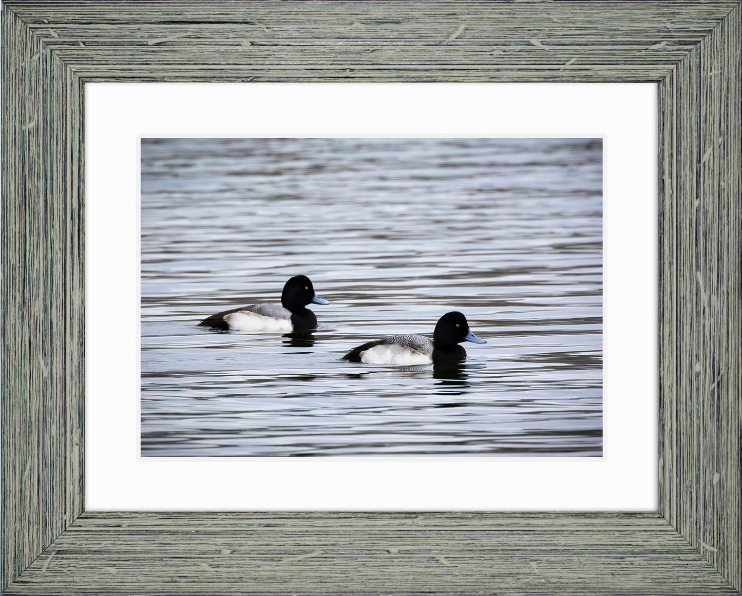 Pair of Blue Bill Drakes #3