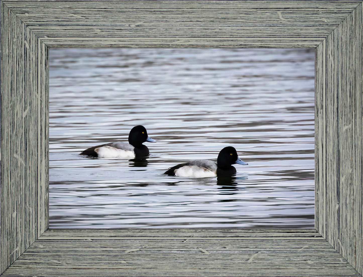 Pair of Blue Bill Drakes #3