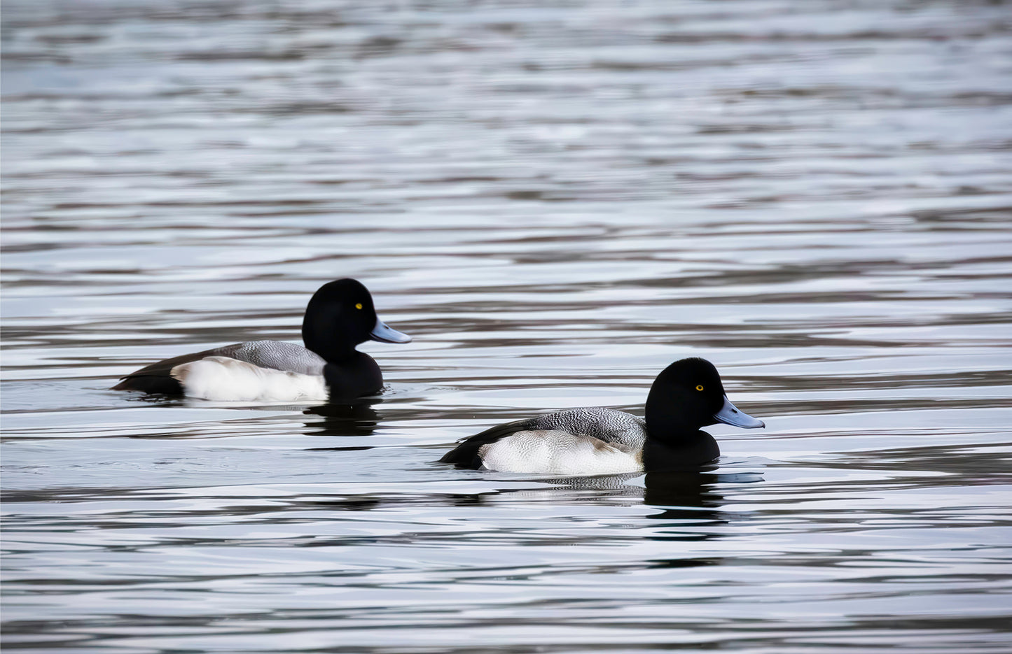 Pair of Blue Bill Drakes #3