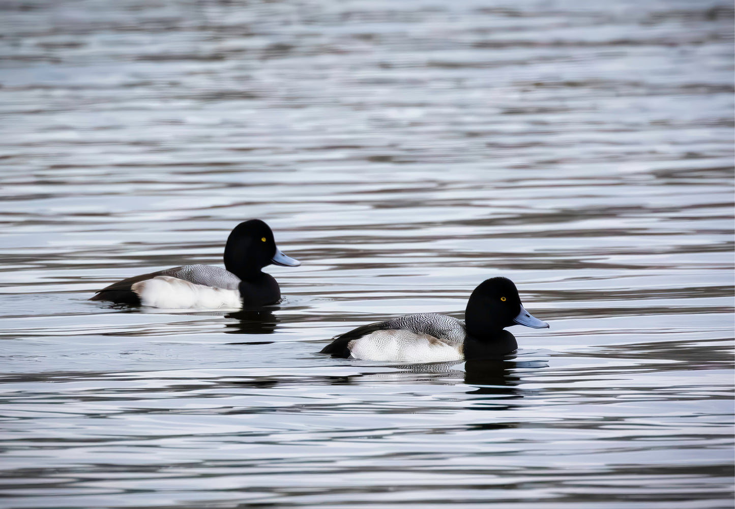 Pair of Blue Bill Drakes #3