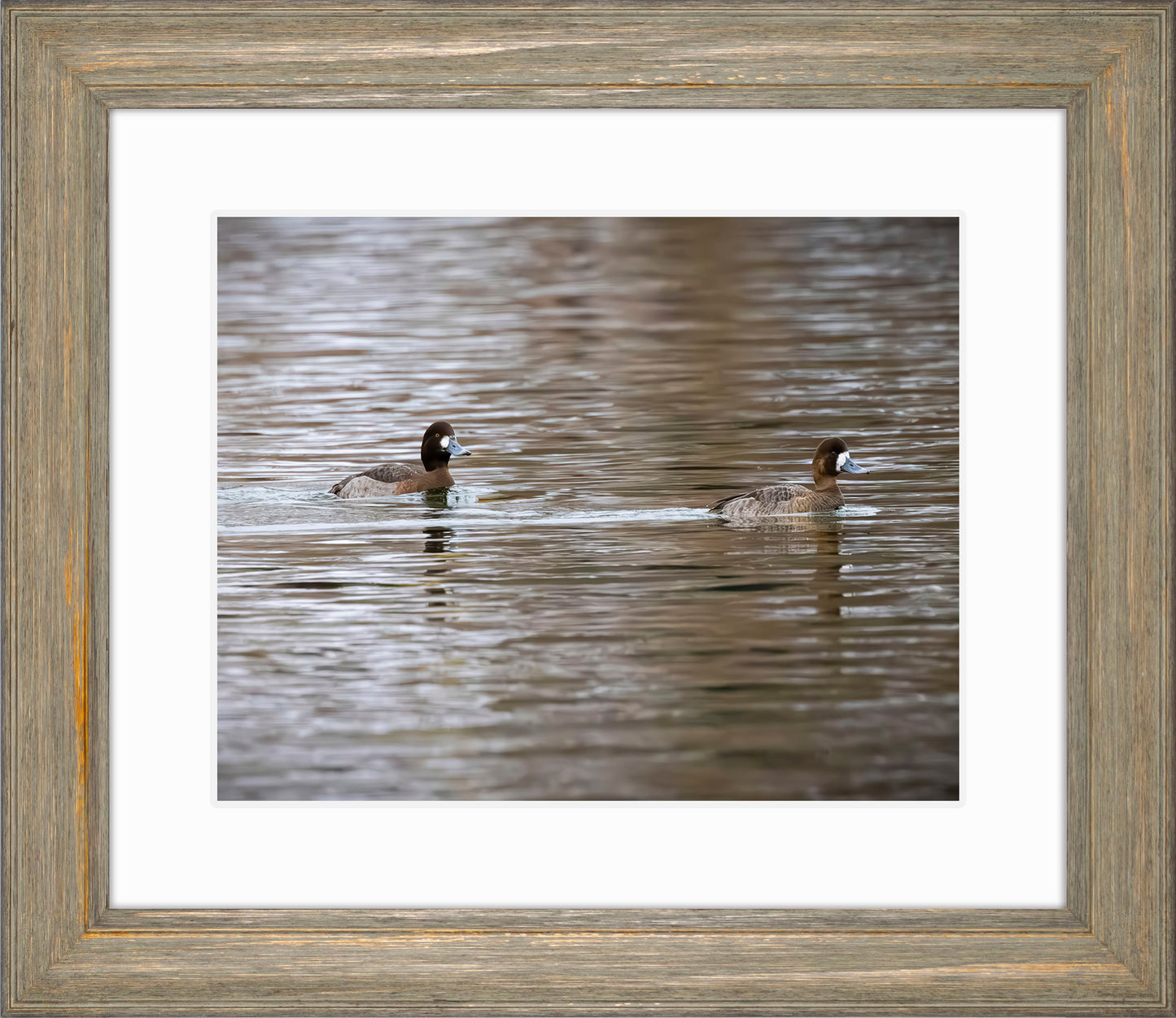 Pair of Blue Bill Hens
