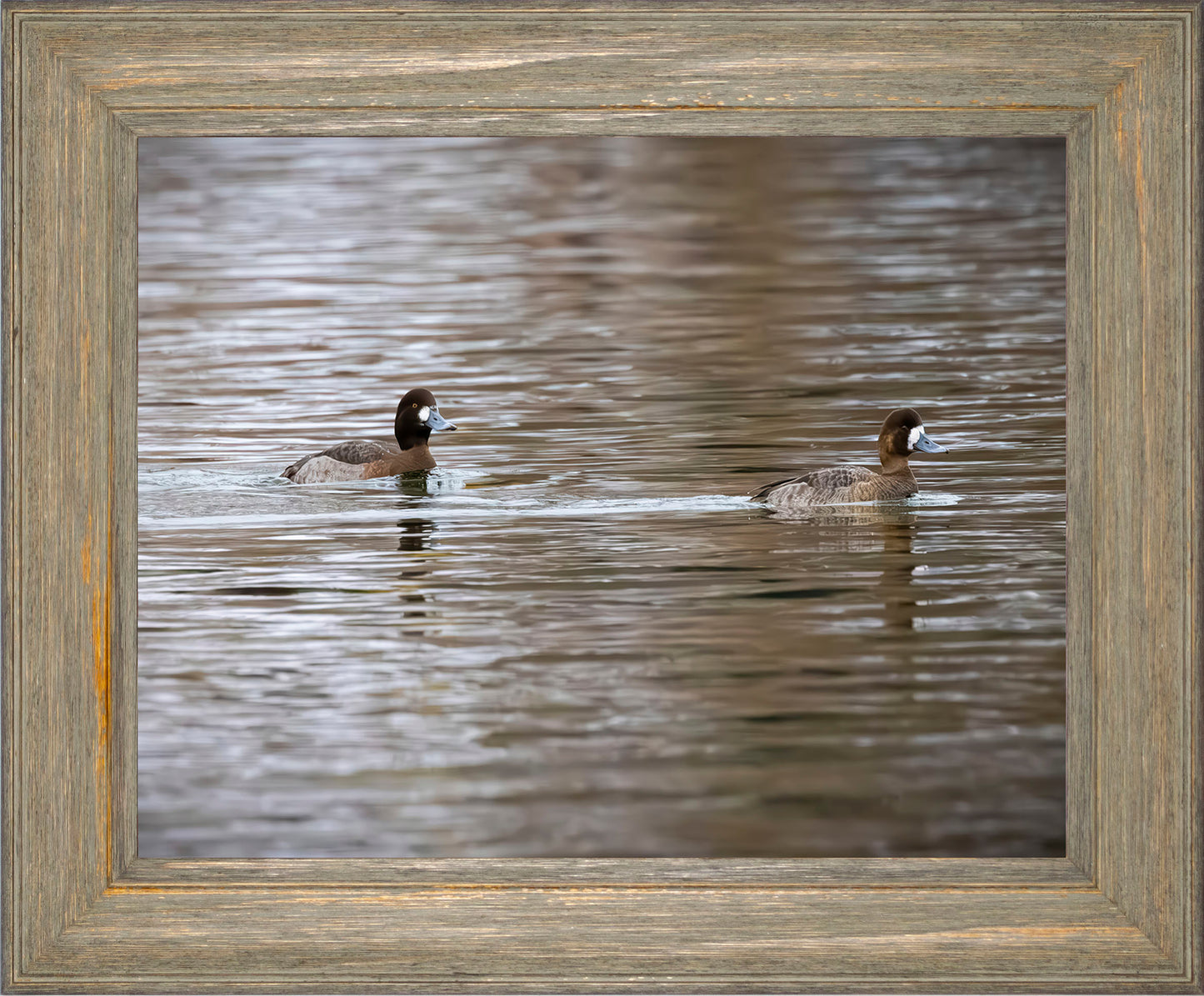 Pair of Blue Bill Hens