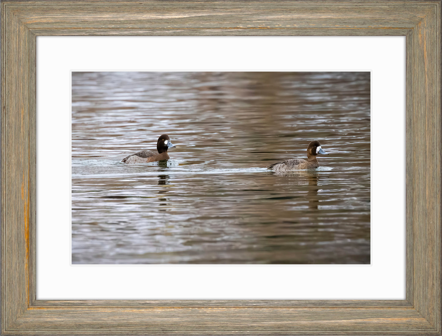 Pair of Blue Bill Hens