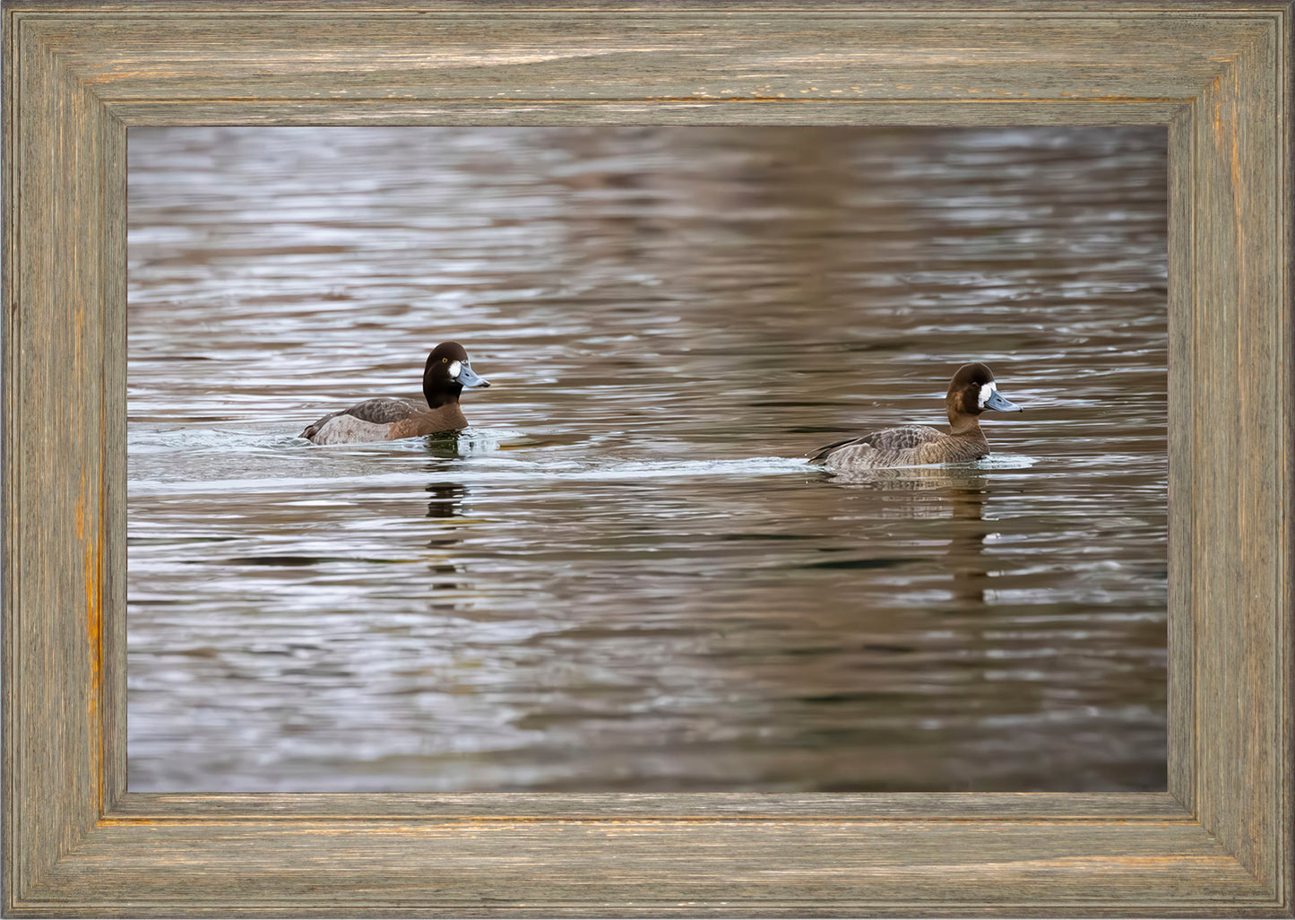 Pair of Blue Bill Hens