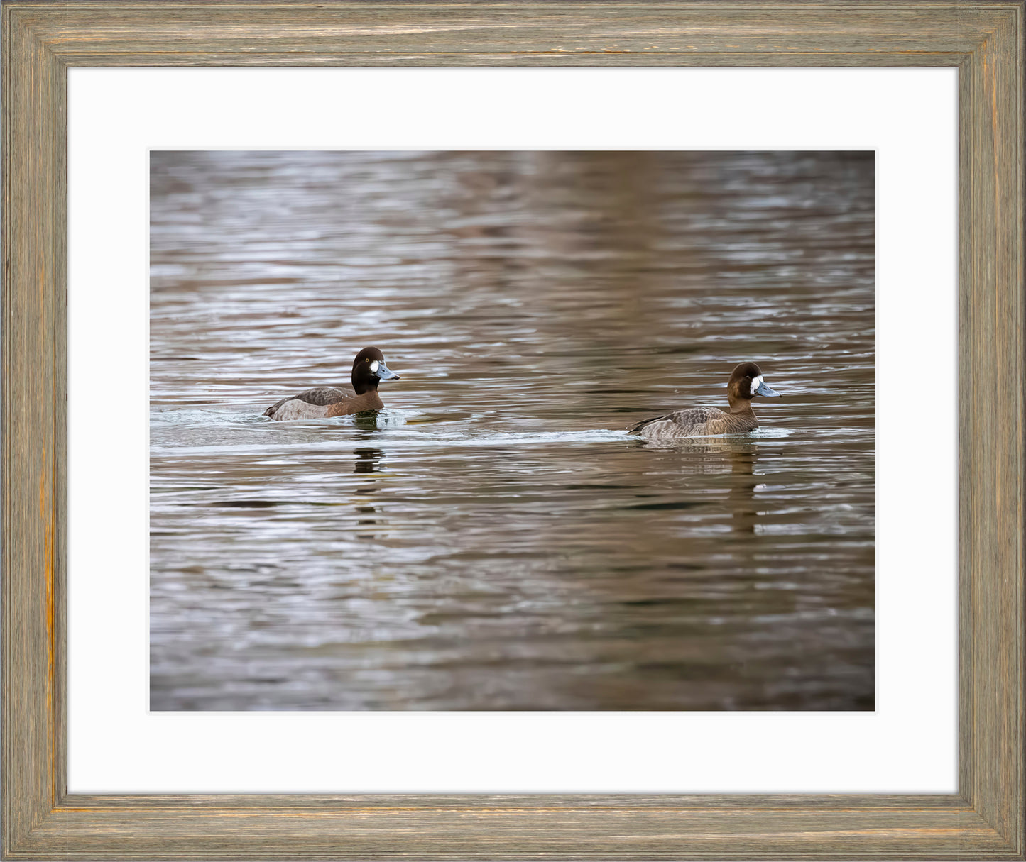 Pair of Blue Bill Hens
