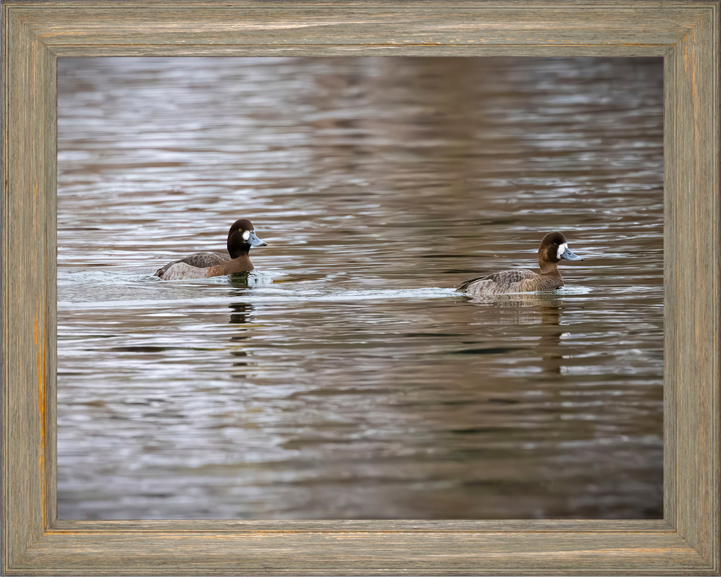 Pair of Blue Bill Hens