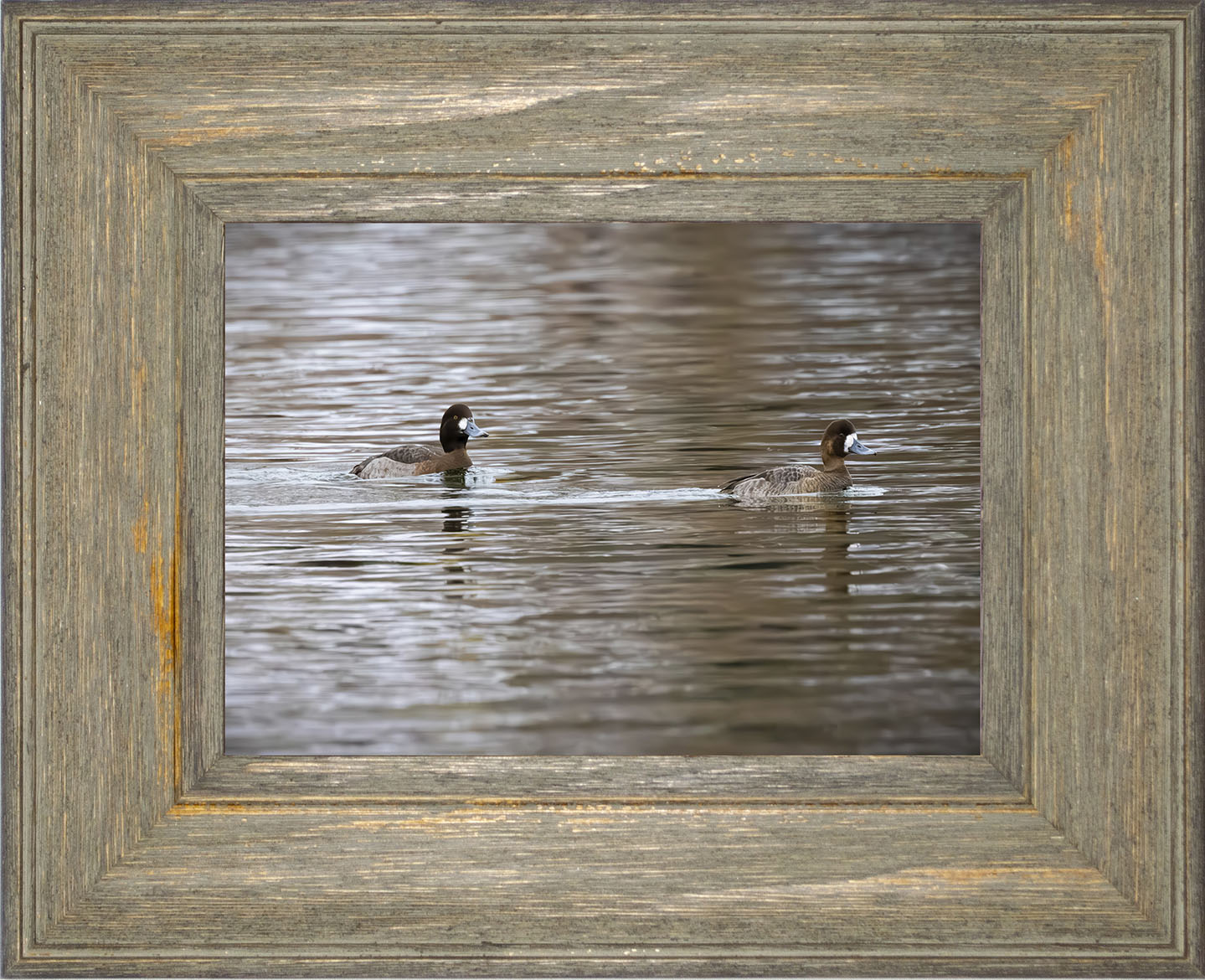 Pair of Blue Bill Hens