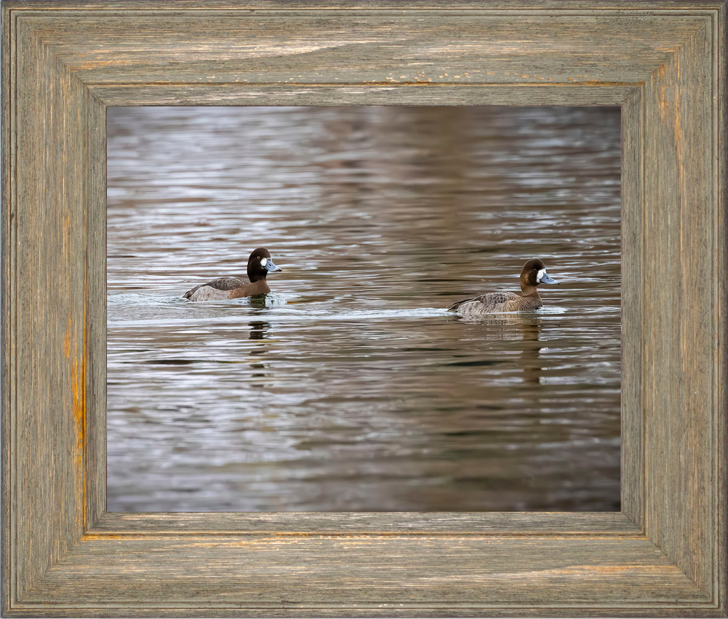 Pair of Blue Bill Hens